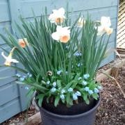 Daffodils & forget-me-nots