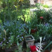 Sarah McGuire's gorgeous garden