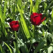 Tulip 'Attila Graffiti'
