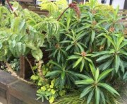 Euphorbia mellifera and Melianthus major