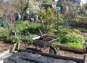 Lots of lovely leaf mould waiting to go into the plot