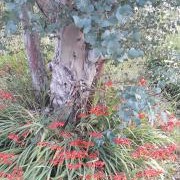 Eucalyptus and Crocosmia