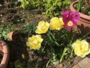 Tulip 'Monaco'
