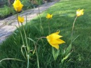 Tulipa sylvestris