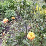 Flowers on Jenny Zihler's Allotment