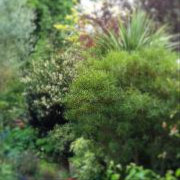 Jenny Kruss's Back Garden
