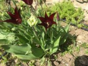 Tulips 'Sarah Raven' 'Spring Green'