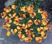Erysimum
