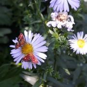 Butterflies in the garden.
