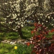 Sarah McGuire's allotment