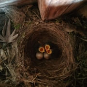Robin Chicks in a nest in a garden shed