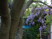Wisteria in Susan Bennett's garden
