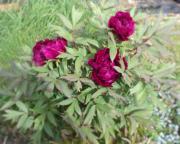 Tree peony in flower