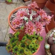 The succulents are flowering this year