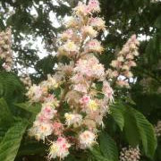 Horse chestnut