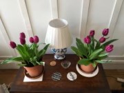 Tulip 'Purple Prince'