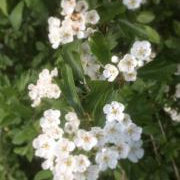 May blossom