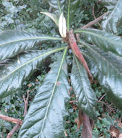 Loquat