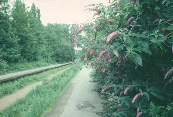 Buddleja at Crouch End Station, 1990