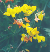 Bird's-foot Trefoil
