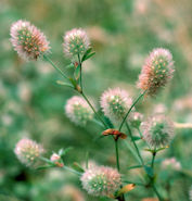 Hare's-foot Clover