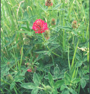 Zigzag Clover