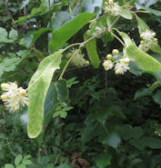 Small-leaved Lime