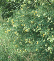 Bladder Senna