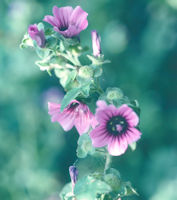 Tree Mallow