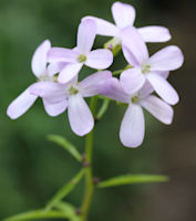 Coralroot